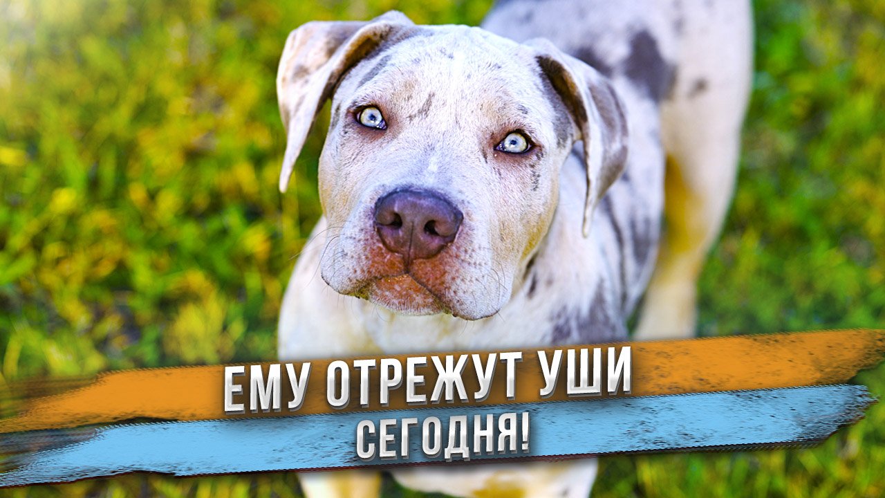 Кингу ОТРЕЗАЛИ уши! Совсем некрасиво, УЖАС! ✂️ смотреть онлайн