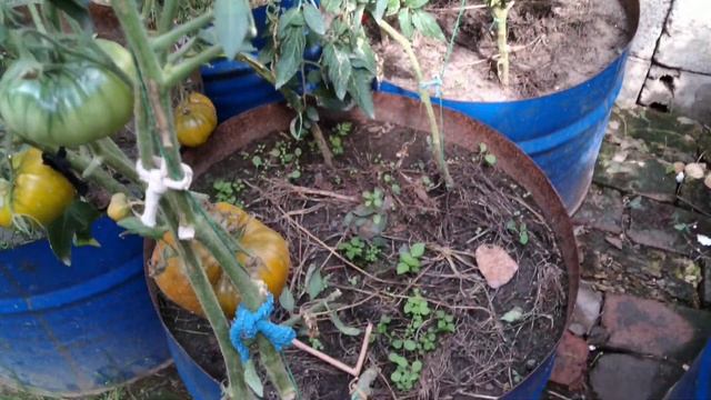 как у нас растут помидоры в бочках смотреть онлайн