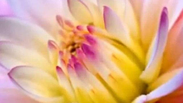 цветы.flv смотреть онлайн