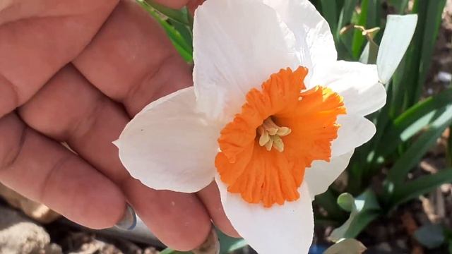 Когда цветет абрикос смотреть онлайн