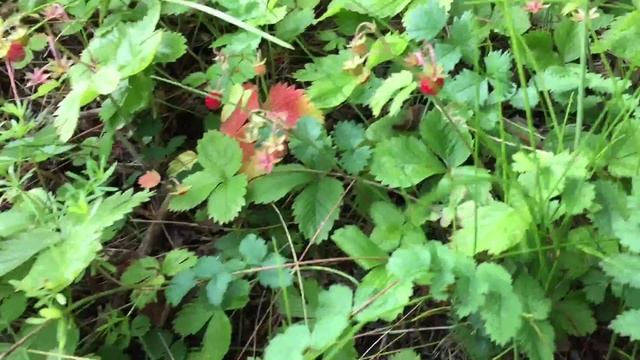 жизнь в Финляндии VLOG: ЯГОДНОЕ НАСТРОЕНИЕ смотреть онлайн