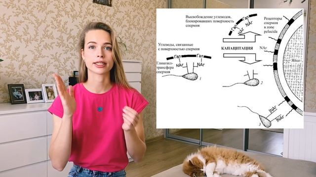 Оплодотворение. Эмбриогенез. Очень подробно за 9 минут. смотреть онлайн