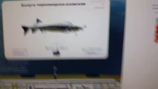 Поймал белуга черноморско-азовскую.Трофейная рыбалка смотреть онлайн