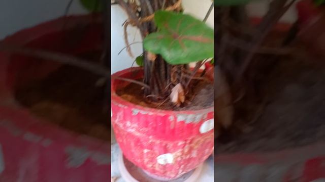 caladium plant care and tips for growth# indoor plant#yoginidimpleanju #gardening смотреть онлайн