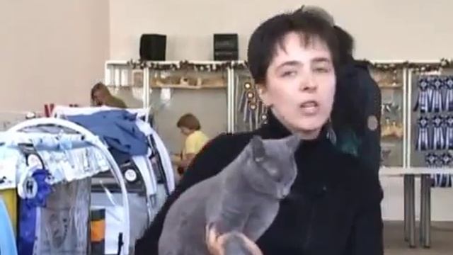 Скоттиш Страйт - Все О Породе смотреть онлайн