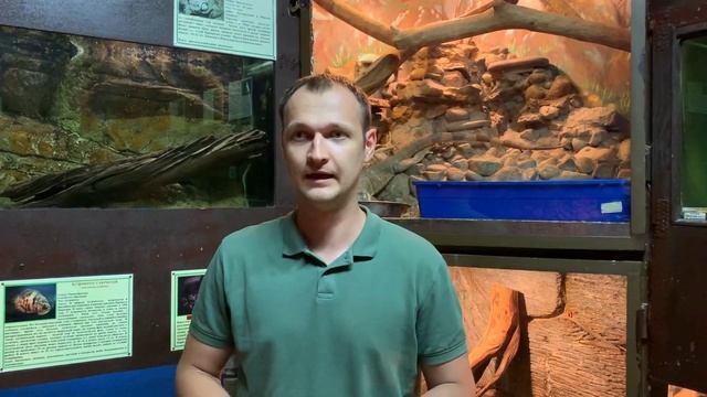 В Смоленском зоопарке поселился гигантский паук-птицеед смотреть онлайн