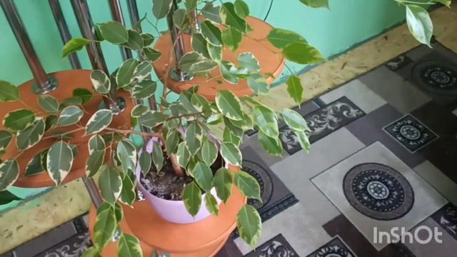 Живем в деревне🥰, что делать когда непогода. #жизньвдеревне #деревенскаяжизнь смотреть онлайн