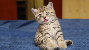 СМЕШНЫЕ ЖИВОТНЫЕ 2023 ЛУЧШИЕ ПРИКОЛЫ С КОТАМИ И CОБАКАМИ3