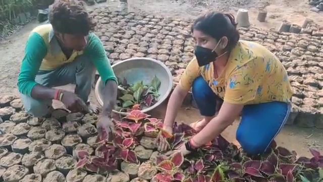 Coleus Plants Propagation ।। Prithvirooh смотреть онлайн
