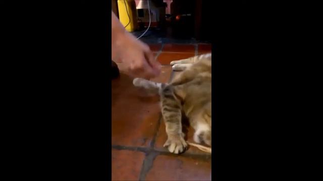Кошка выбирает Пало Санто