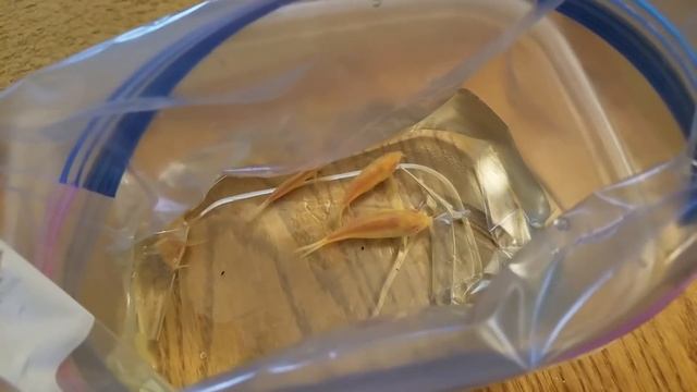 How to Net Aquarium Fish смотреть онлайн