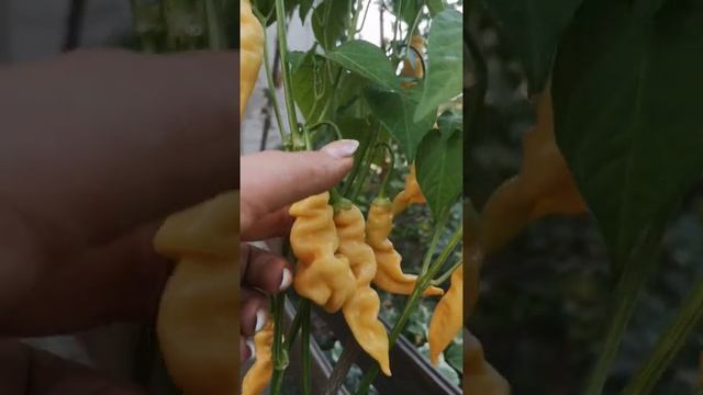 Острый перец. Сахарная лихорадка персиковая. Sugar Rush Peach. смотреть онлайн