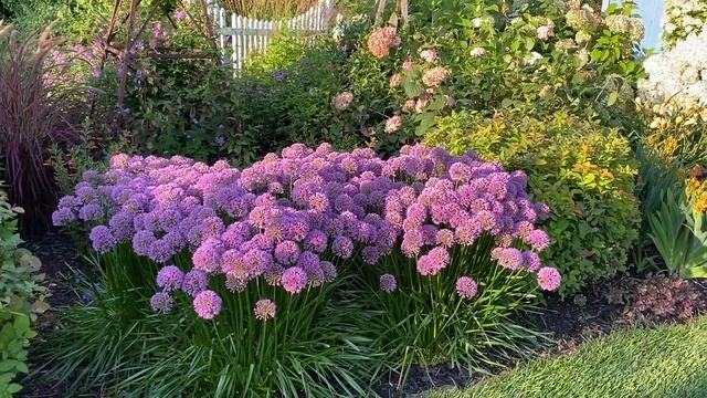 Allium Millenium смотреть онлайн