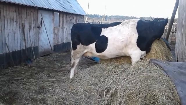 ГОТОВЛЮ НЕТЕЛЕЙ К ОТЕЛУ!СТЕЛЬНОСТЬ 8 МЕСЯЦЕВ! смотреть онлайн