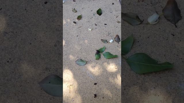 Freaky flies смотреть онлайн