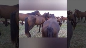 Жеребец кроет пегую кобылу...