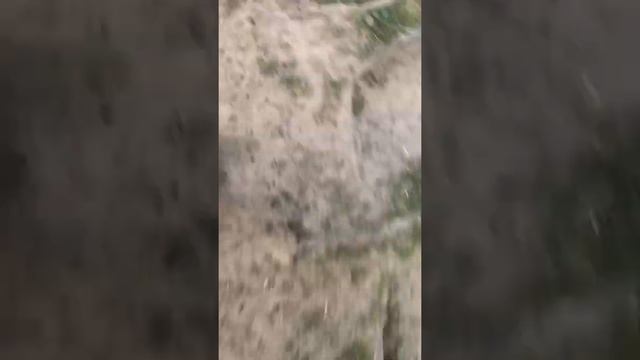 Этот Лев что за тигр ?)) смотреть онлайн