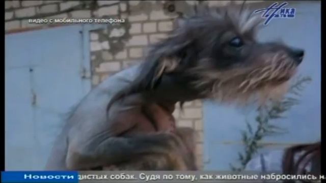 Калужские волонтеры "накрыли" живодерню в гаражах смотреть онлайн