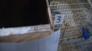 попугаи неразлучники /разведение неразлучников