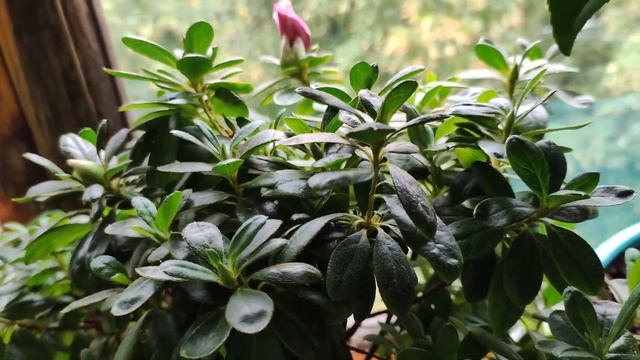 САД из моих КОМНАТНЫХ ЦВЕТОВ, РАСТЕНИЙ на БАЛКОНЕ в АВГУСТЕ смотреть онлайн