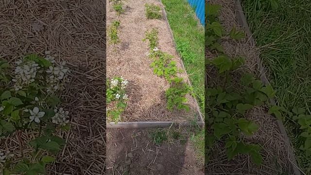Мульчирование:спасаем кустарники и деревья от засухи смотреть онлайн