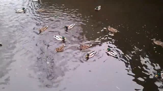 Sony Ericsson Xperia Mini video sample 1 смотреть онлайн