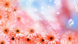 заставка цветы