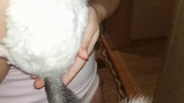 Шиншилла Валера показывает зубы!!!!