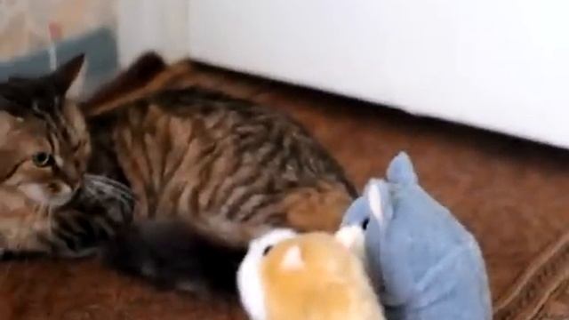 Коты и говорящие хомяки:) смотреть онлайн