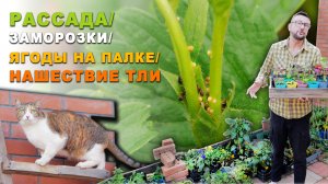 Рассада/ заморозки/ ягоды на палке/ нашествие тли. Дачный угодник, конец мая.