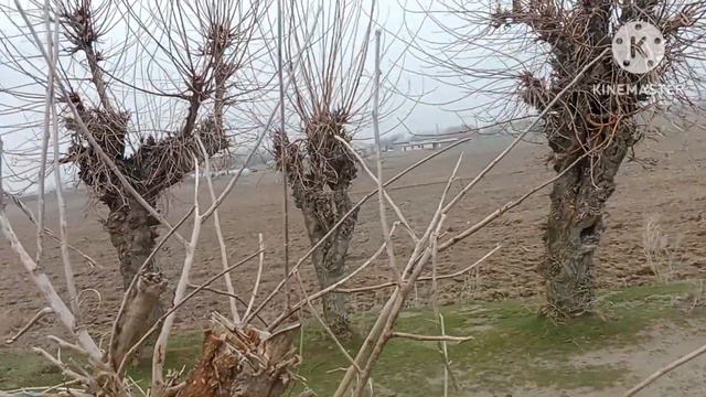 ШОШИЛИНЧ! УЗБЕКИСТОНДА ОБ ХАВО КЕСКИН ЎЗГАРАДИ ОГОХ БУЛИНГ смотреть онлайн