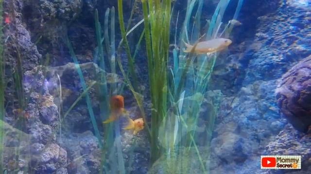 Loch Lomond Sea Life Aquarium - Scotland - UK смотреть онлайн