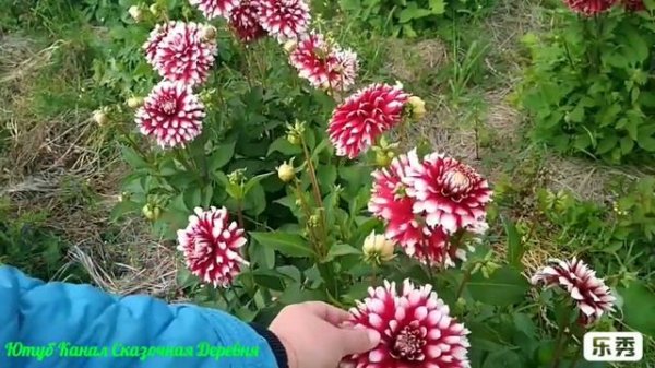 Георгина Санта Клаус / Dahlia Santa Claus