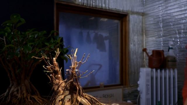 Ginseng Ficus Bonsai Update, The Bonsai Zone, Dec 2019 смотреть онлайн