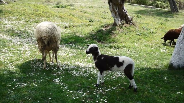 АЛБАНИЯ: Церковь Святой Параскевы-Пятницы в деревушке Чет рядом с Каваей смотреть онлайн