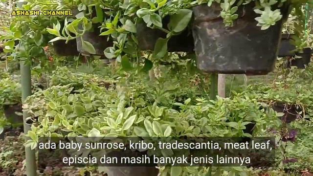 kios tanaman hias favorit emak-emak - kios tanaman murah смотреть онлайн