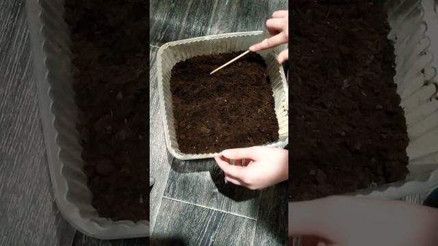 Гвоздика садовая.Сеем на рассаду. смотреть онлайн