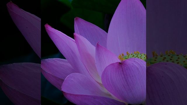 Long Ek Ong Kar Chant