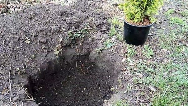 ТУЯ ЗАПАДНАЯ ЕВРОПА ГОЛД (EUROPE GOLD)? ОПИСАНИЕ, ПОСАДКА