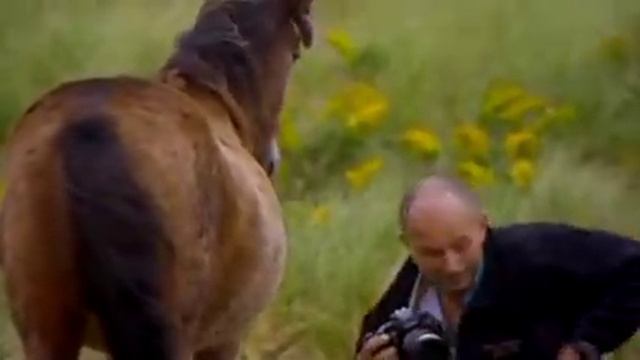 Дикие лошади острова Сейбл / Chasing wild horses смотреть онлайн