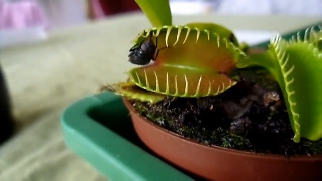 Хищное растение Дионея Венерина мухоловка кушает Источник:YouTube Ползователь:Forus ua смотреть онлайн