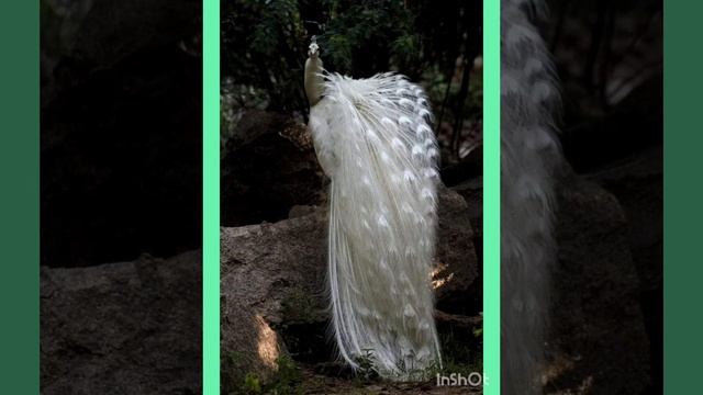 Красавцы павлины смотреть онлайн