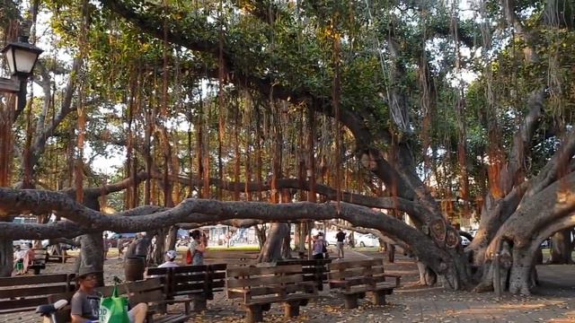 Największy figowiec bengalski na Hawajach смотреть онлайн