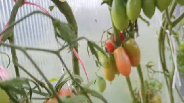 Томат Алые свечи 2020 смотреть онлайн