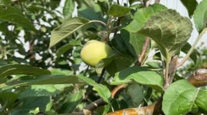 Яблоня Конфетное??. Летний сорт. Стоит ли сажать?