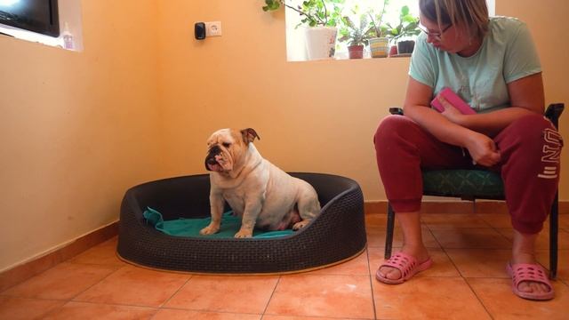 Английский Бульдог из Англии - отец детей нашей беременной Виты. 10 дней до родов. Сколько щенков? смотреть онлайн