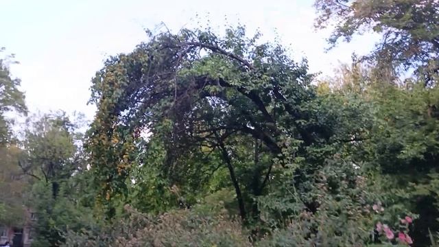 15.08.2023 Светин двор и зеленые насаждения / Грушевая Арка смотреть онлайн