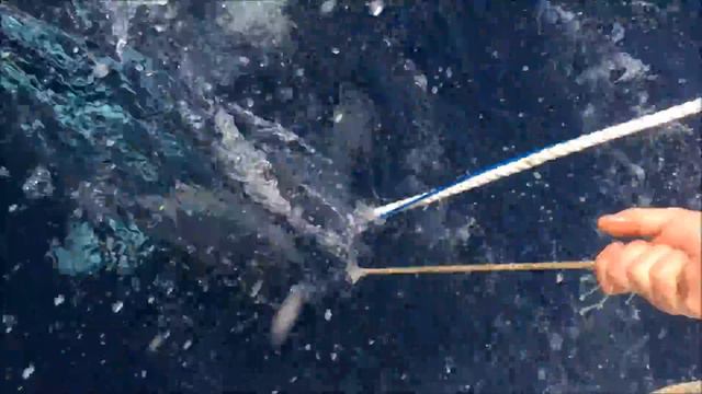 zane's first mako off port fairy 30.1.16 смотреть онлайн