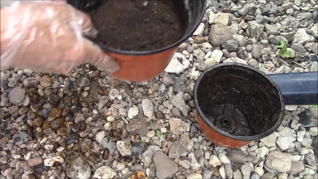 Спатифиллум. Как пересадить спатифиллум. Метод перевалки. смотреть онлайн