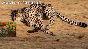 пердёж слона